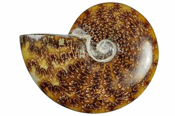 Polished Cretaceous Ammonite (Cleoniceras) Fossil - Madagascar #305933